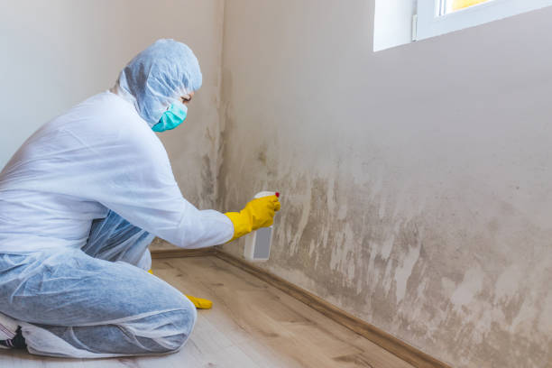 Best Mold Testing and Inspection Services in Collinsville, MS