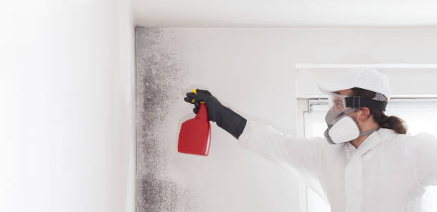 Best Bathroom Mold Remediation in Collinsville, MS