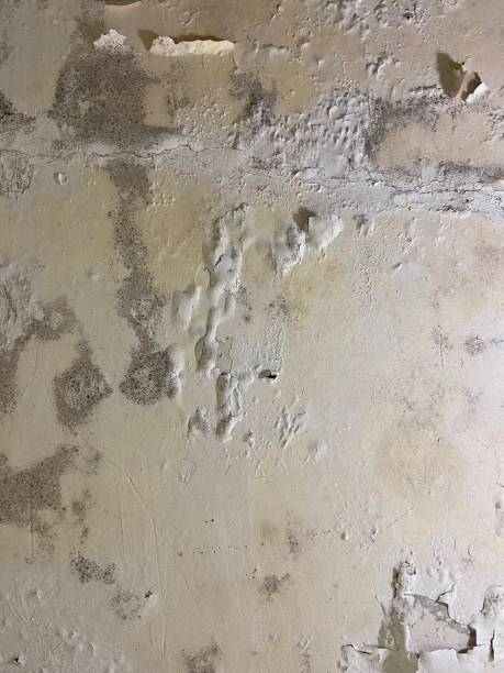  Collinsville, MS Mold Removal Pros