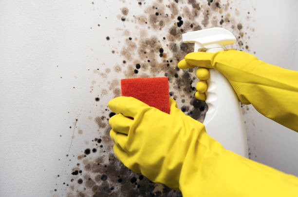 Best Emergency Mold Remediation in Collinsville, MS